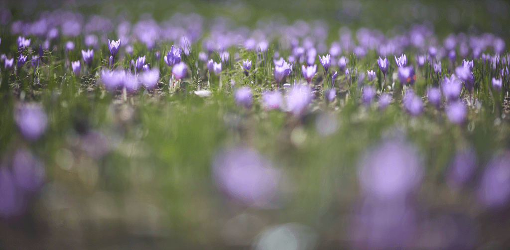 Flores de azafrán en Monreal del Campo