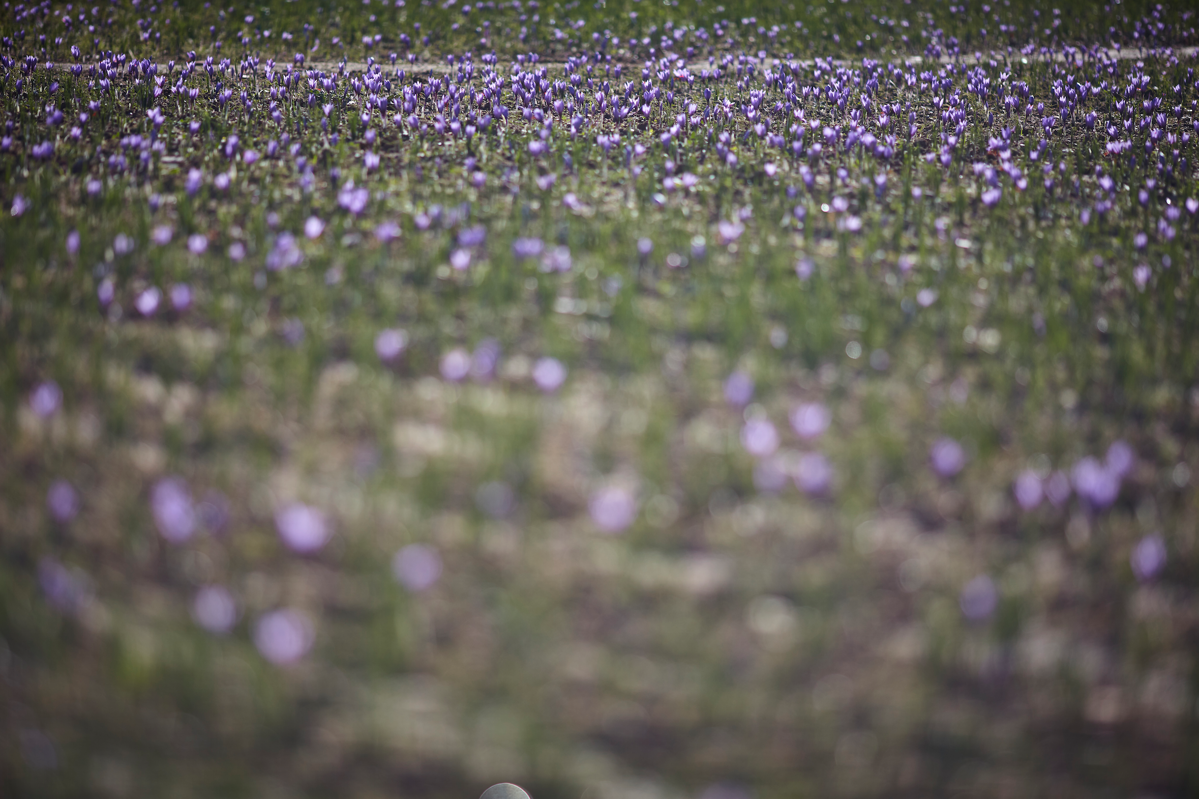 La Flor del Azafrán y Monreal del Campo