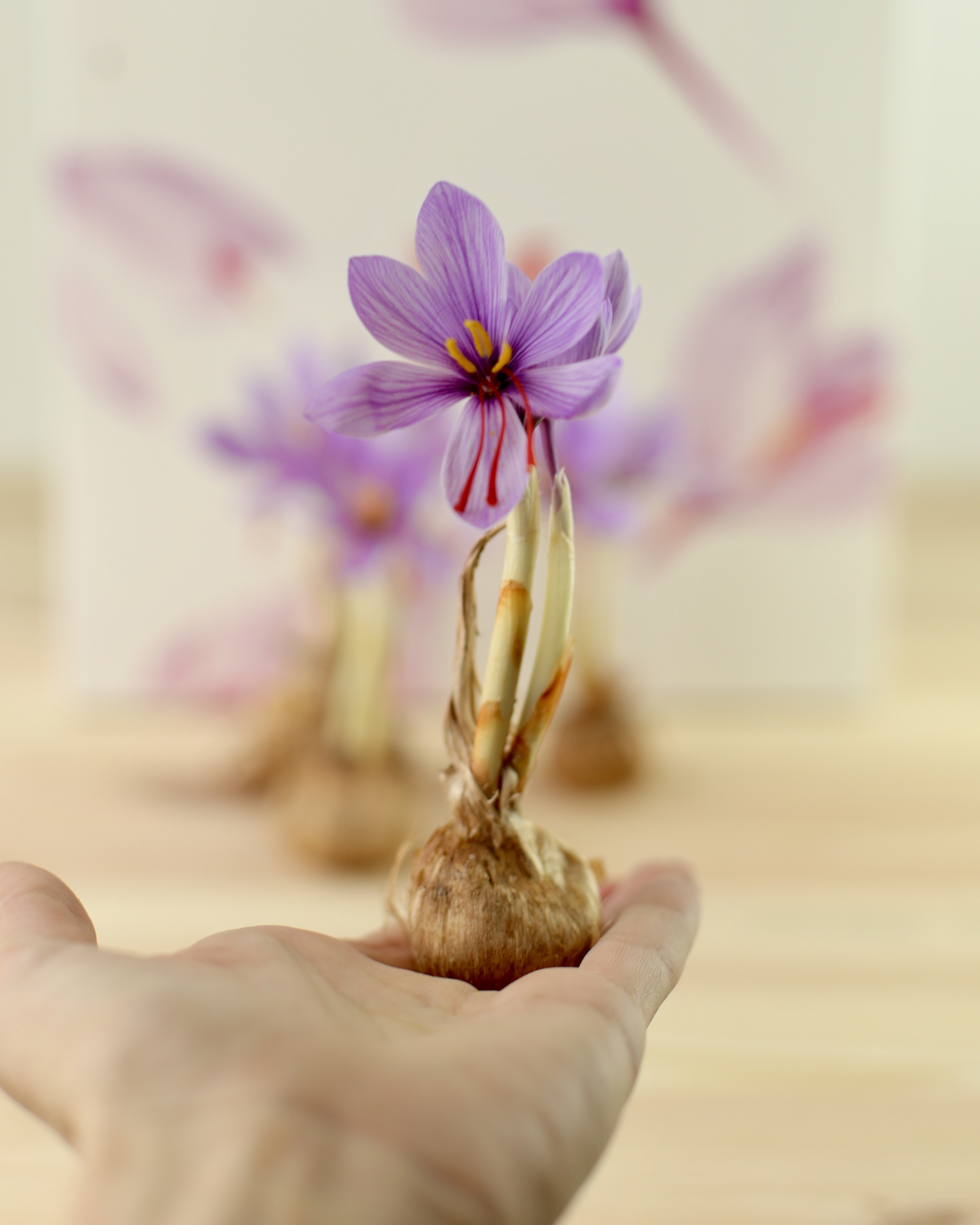 Bulbos de Azafrán cultivados en España Calibre "A" 12u. Crocus sativus - La Melguiza - Tienda online de Azafrán, productos y cosmética con azafrán.